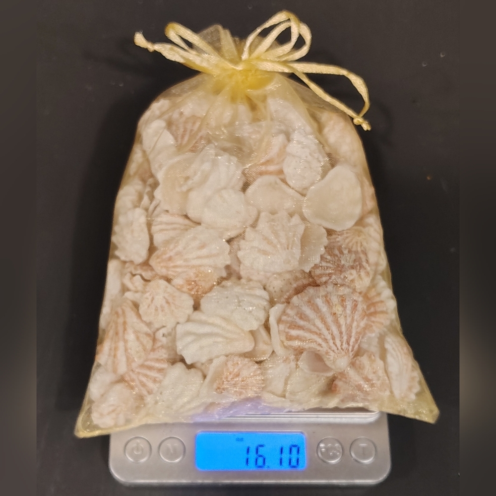 1lb Bag of Kitten Paw Seashells from Sanibel Island, Florida